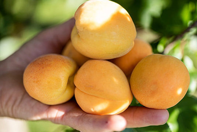 Apricot